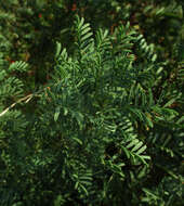 Image of Indigofera cryptantha subsp. cryptantha