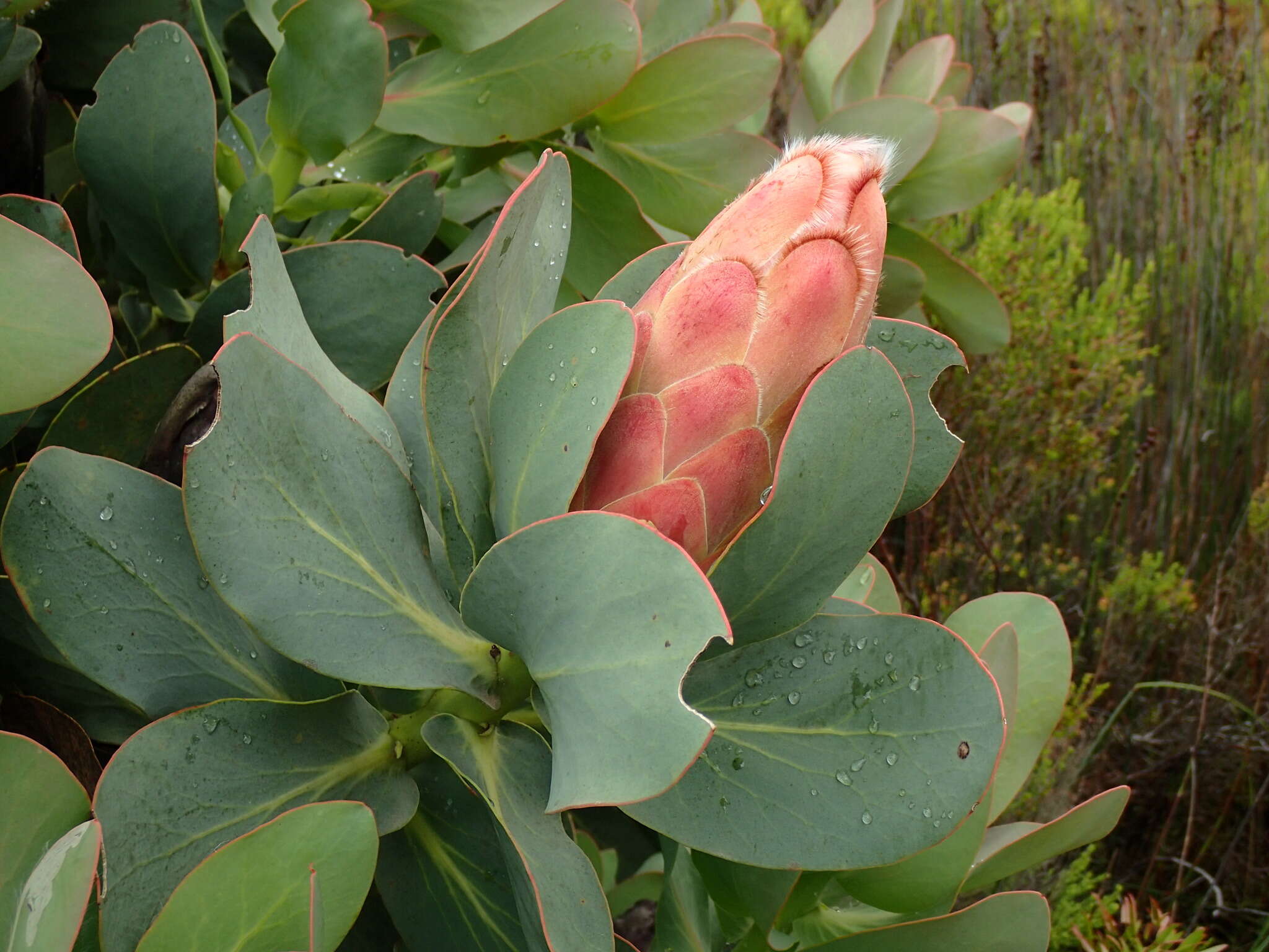 Plancia ëd Protea grandiceps Tratt.