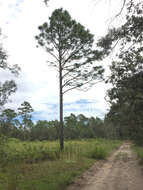 Image of Slash Pine