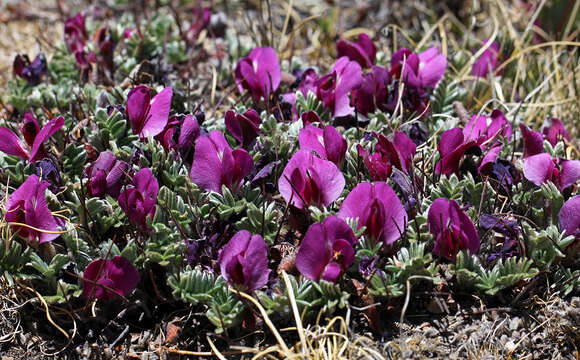 Image of Spongiocarpella purpurea (P. C. Li) Yakovlev