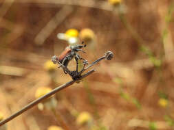 Anthoplia resmi