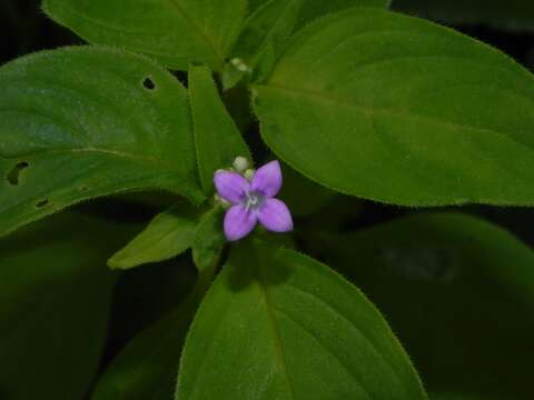 Image of Neanotis montholonii (Hook. fil.) W. H. Lewis