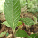 Image of Palicourea viridibractea