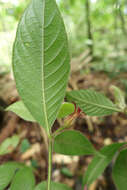 Image of Palicourea viridibractea