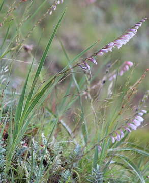 Image de Gladiolus crassifolius Baker