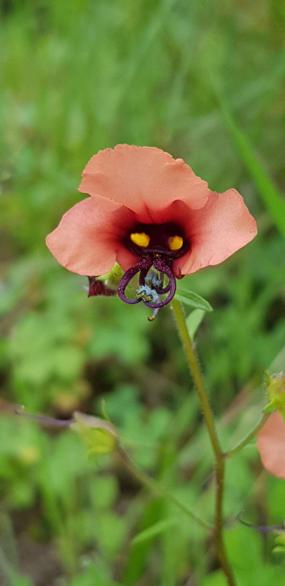 صورة Alonsoa unilabiata (L. fil.) Steud.