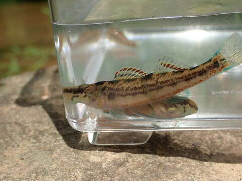 Plancia ëd Etheostoma bellator Suttkus & Bailey 1993