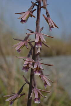 Image de Eulophia dentata Ames