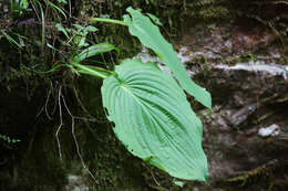 Image of Hosta hypoleuca Murata