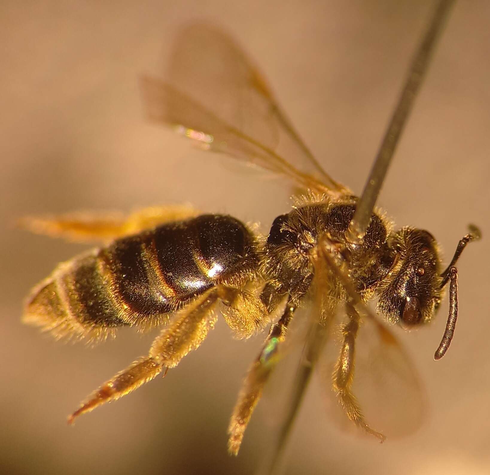 Image of Lasioglossum marginatum (Brullé 1832)