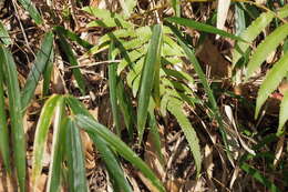 Image de Christella acuminata (Houtt.) Holtt.