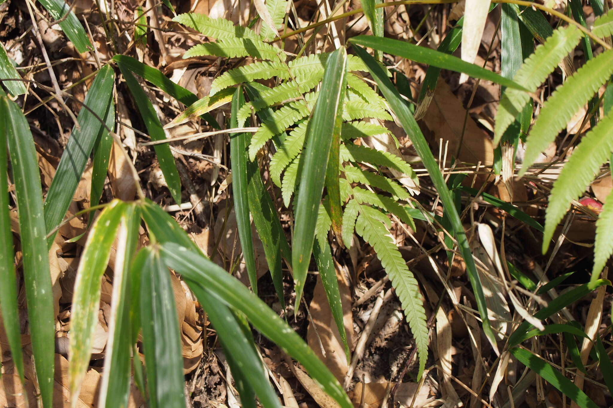 Plancia ëd Christella acuminata (Houtt.) Holtt.