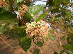 Image of Common crown-berry