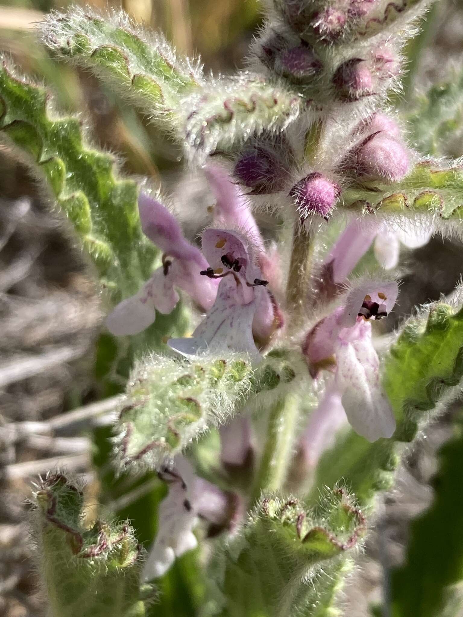 Image of bugle hedgenettle