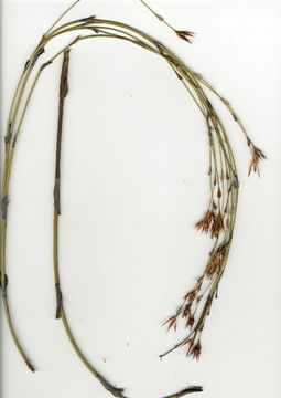 Image of Willdenowia