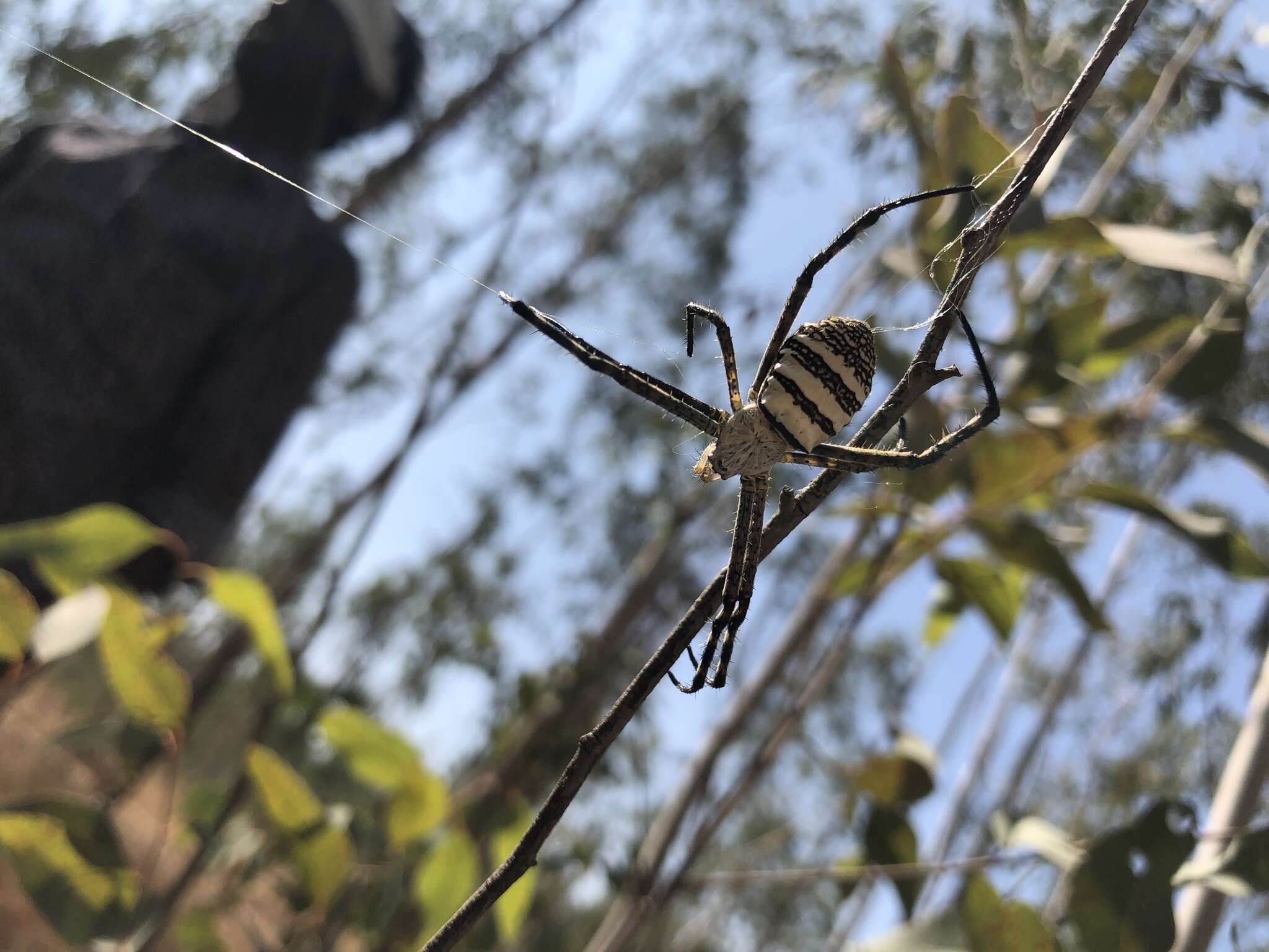 Image of Oval St Andrew's Cross Spider