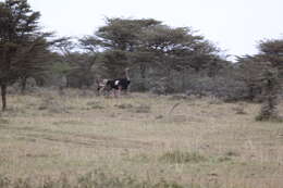 Image of ostriches