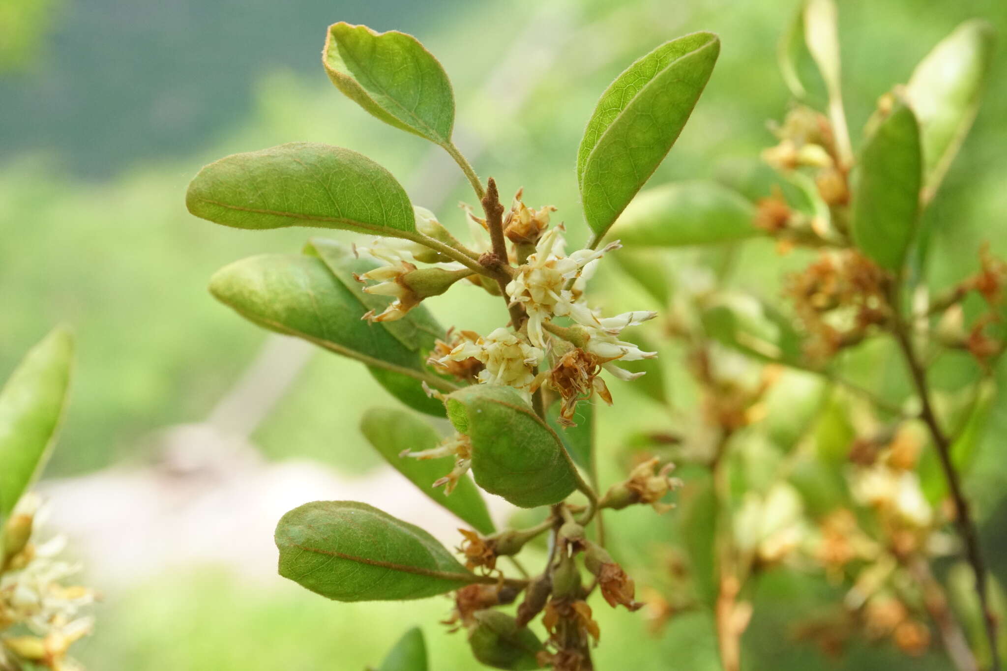 Слика од Sideroxylon occidentale (Hemsl.) T. D. Penn.