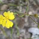 Image of Goodenia brendannarum