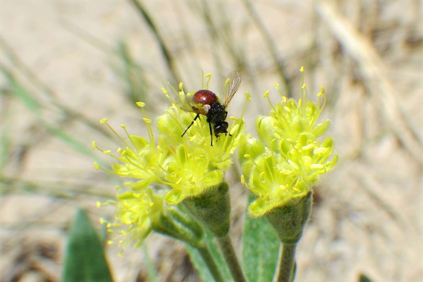 Image of Besseria brevipennis (Loew 1863)