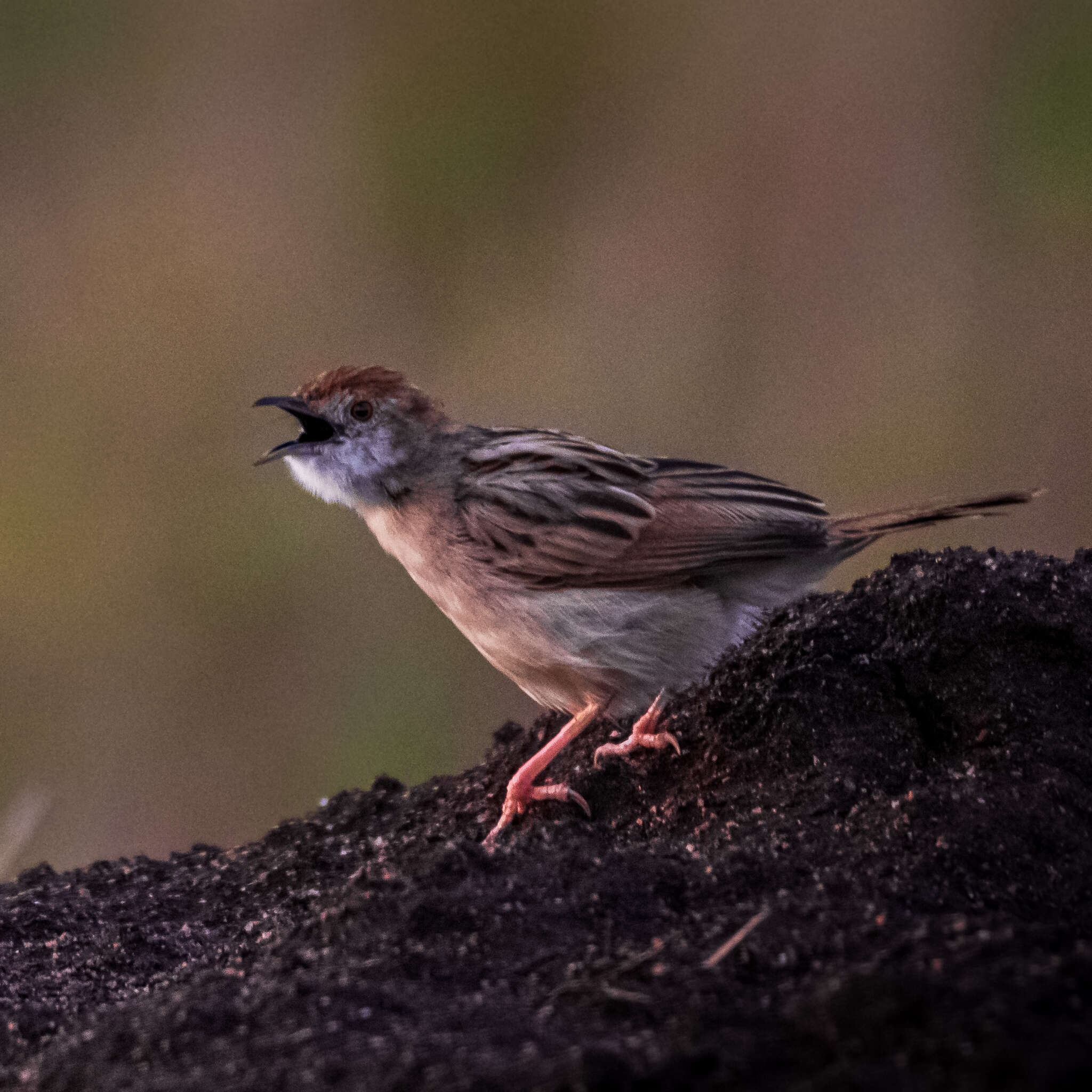 Image of Stout Cisticola