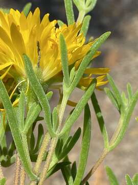 Imagem de Drosanthemum acuminatum L. Bol.