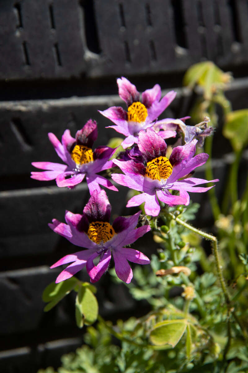 Image of Schizanthus carlomunozii var. dilutimaculatus V. Morales & Muñoz-Schick