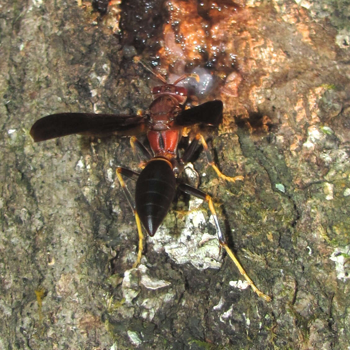 Image of Polistes annularis (Linnaeus 1763)