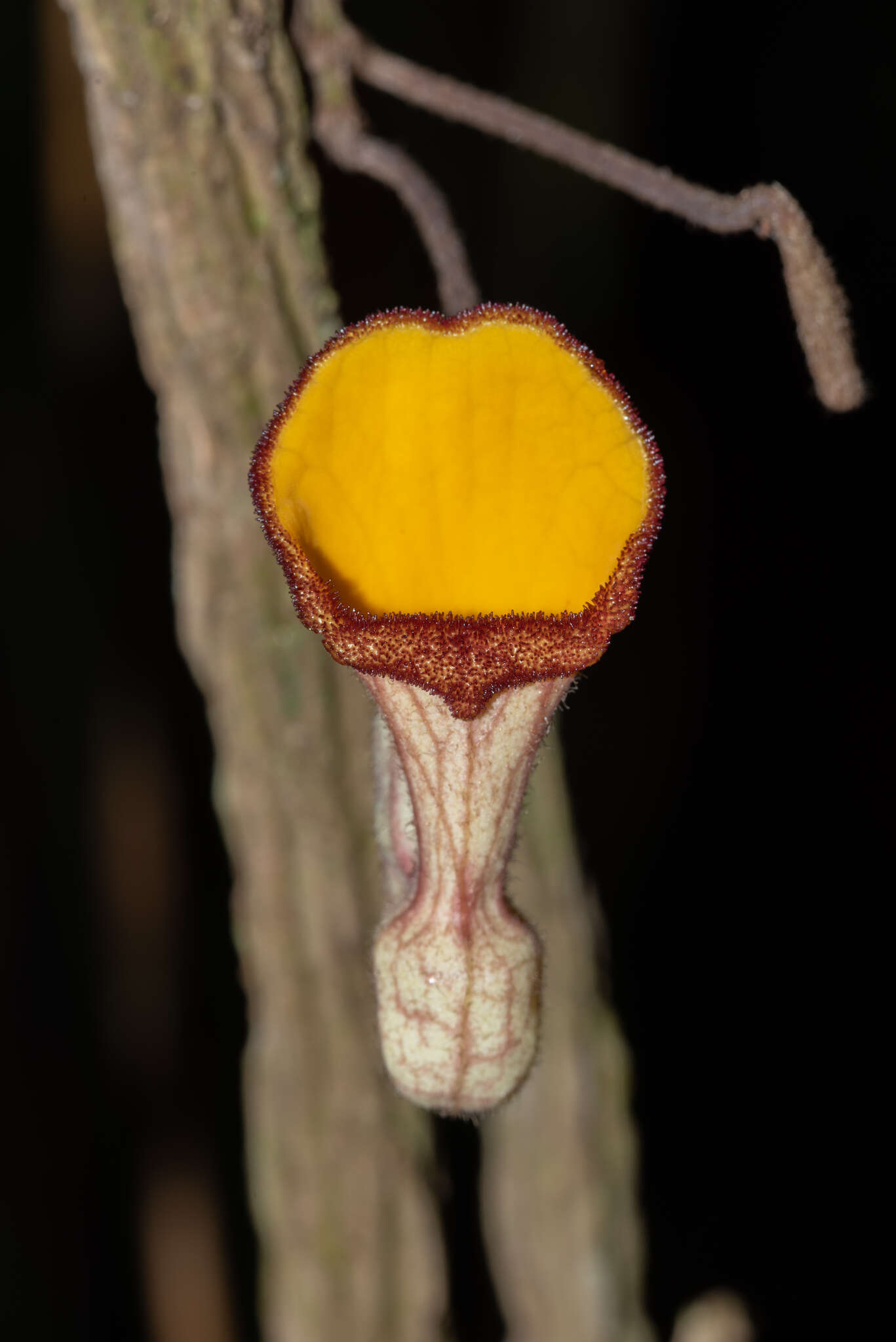 Image de Aristolochia hainanensis Merr.