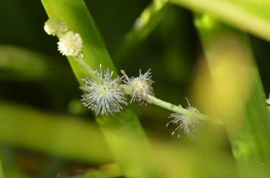 Image de Sparganium americanum Nutt.