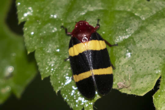 Image of Sphenorhina rubra (Linné 1758)