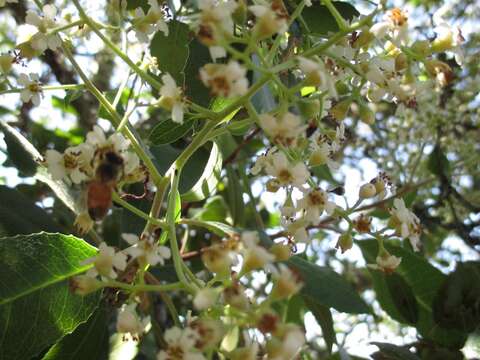 Image of toyon