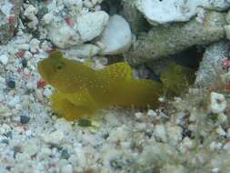 Image of Yellow prawn-goby