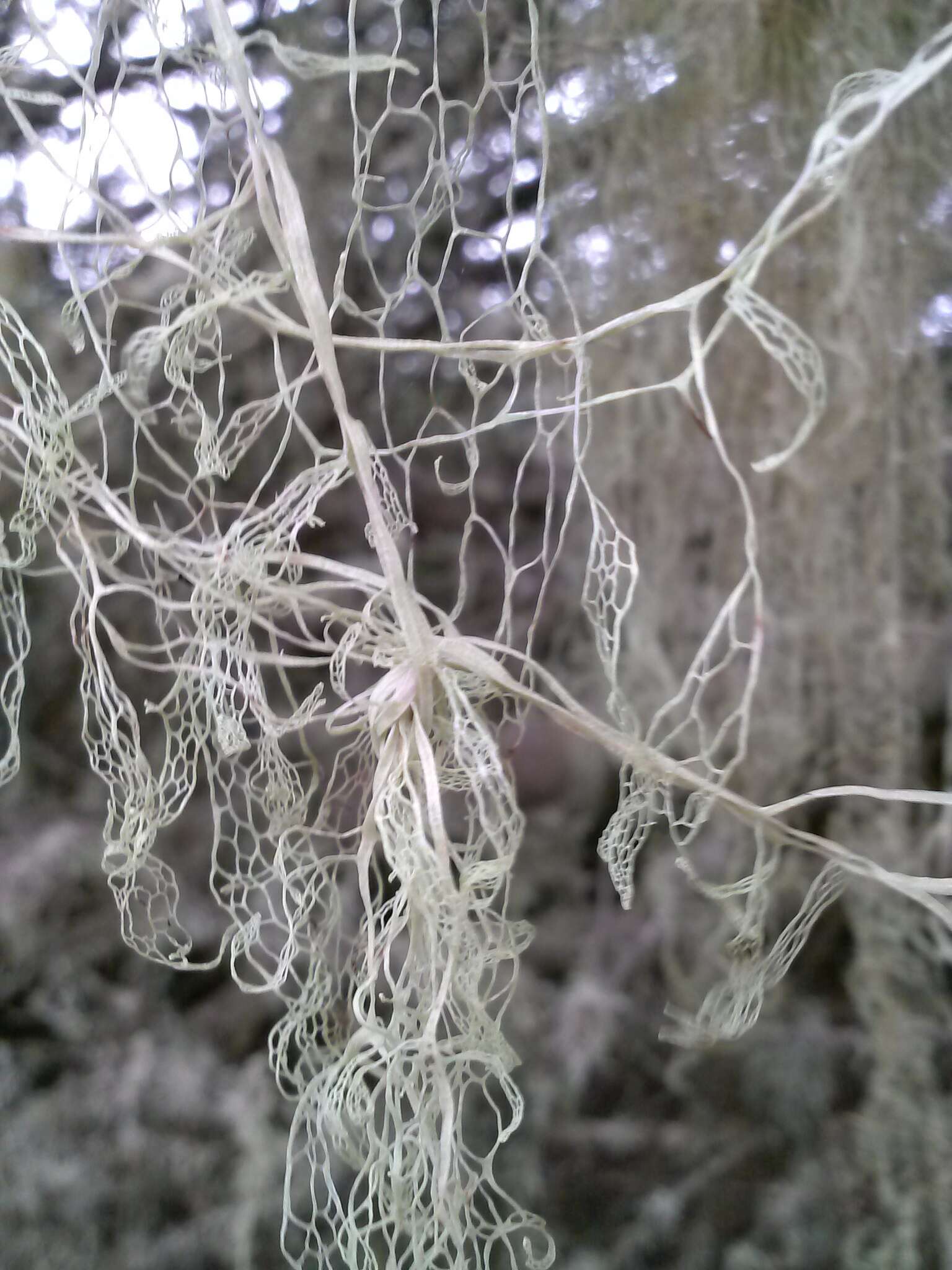 Image of Fishnet;   Menzies' cartilage lichen