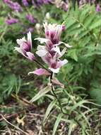 Image of Raup's Indian paintbrush