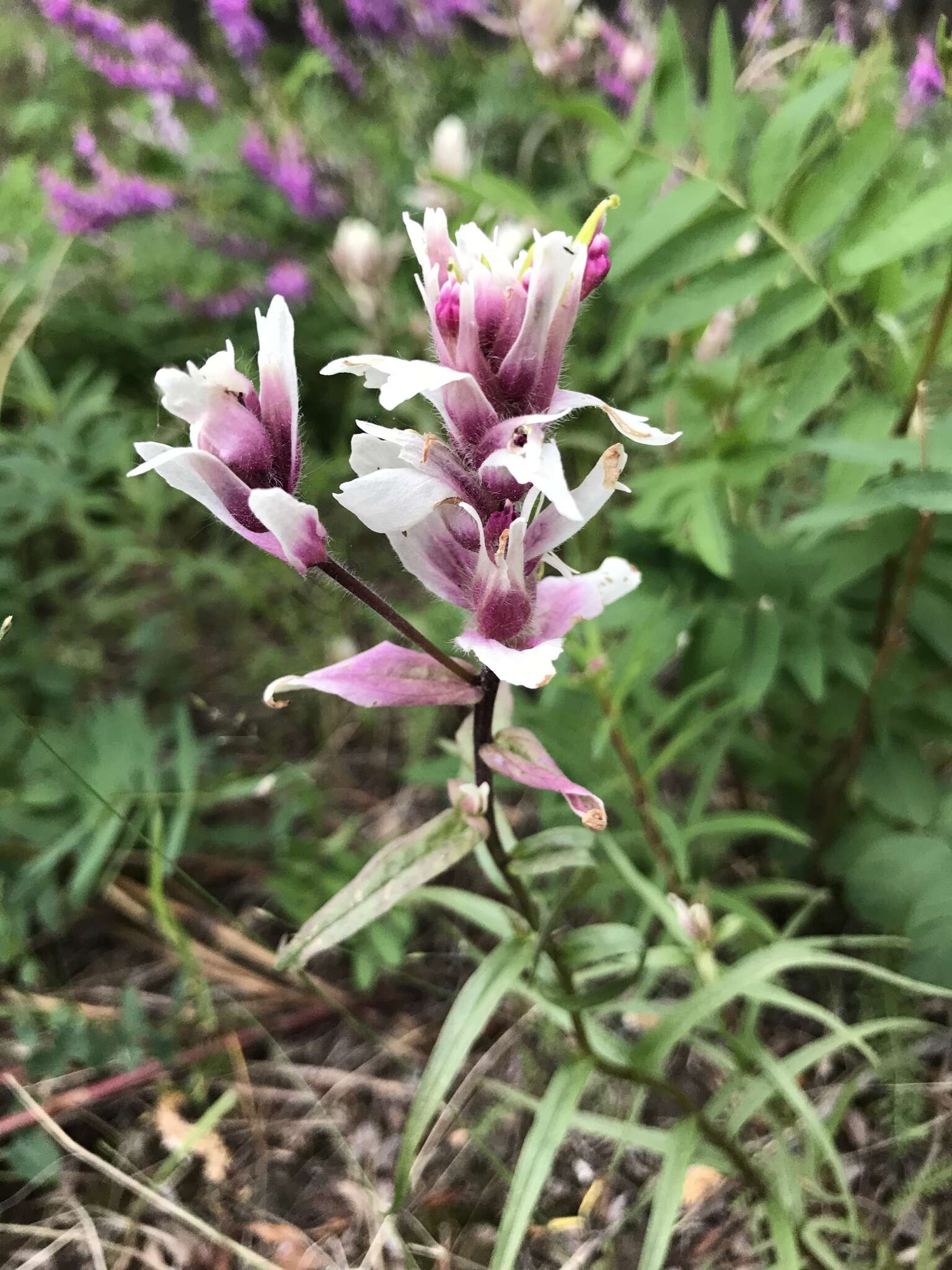 Image of Raup's Indian paintbrush