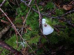 Image of Leucocoprinus brebissonii (Godey) Locq. 1943