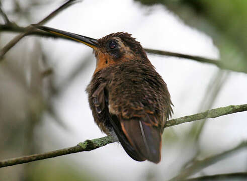 Image of Hook-billed hermit (hummingbird)