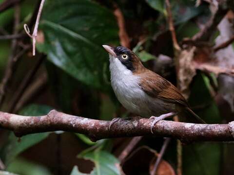 Image of Dark-fronted Babbler