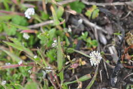 Image de Teesdalia nudicaulis (L.) W. T. Aiton