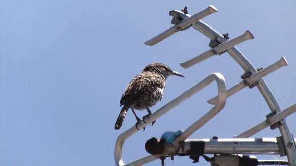 Image of Boucard's Wren