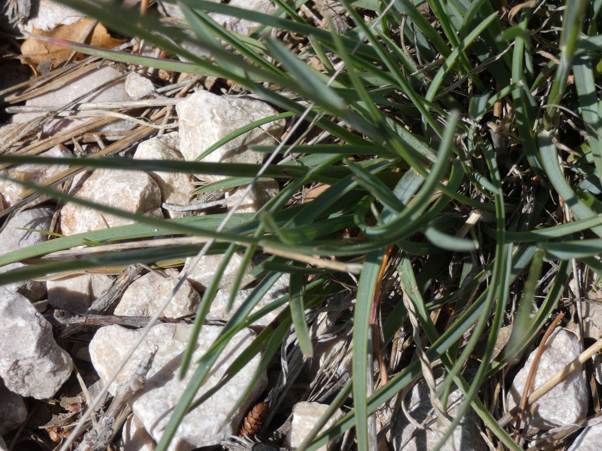 صورة Helictochloa bromoides (Gouan) Romero Zarco