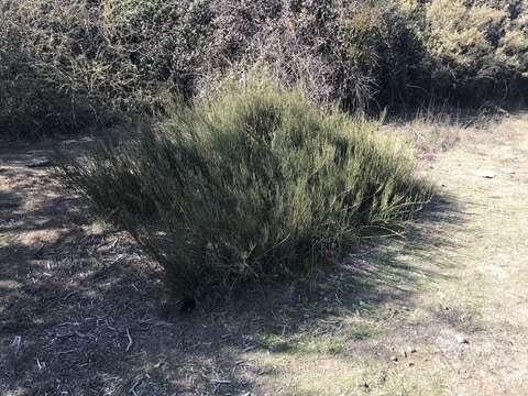 Image of Ephedra chilensis C. Presl