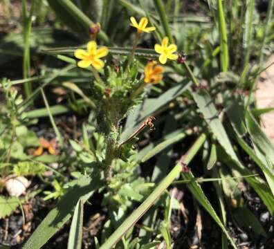 Image of Zaluzianskya divaricata (Thunb.) Walp.