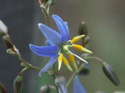 Image of Dianella amoena G. W. Carr & P. F. Horsfall