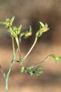 Image of Freesia viridis (Aiton) Goldblatt & J. C. Manning