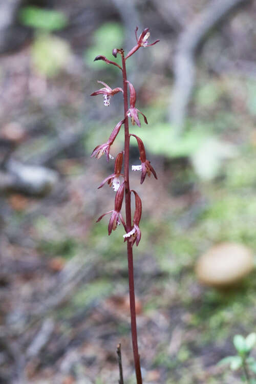 Image of Corallorhiza maculata var. maculata