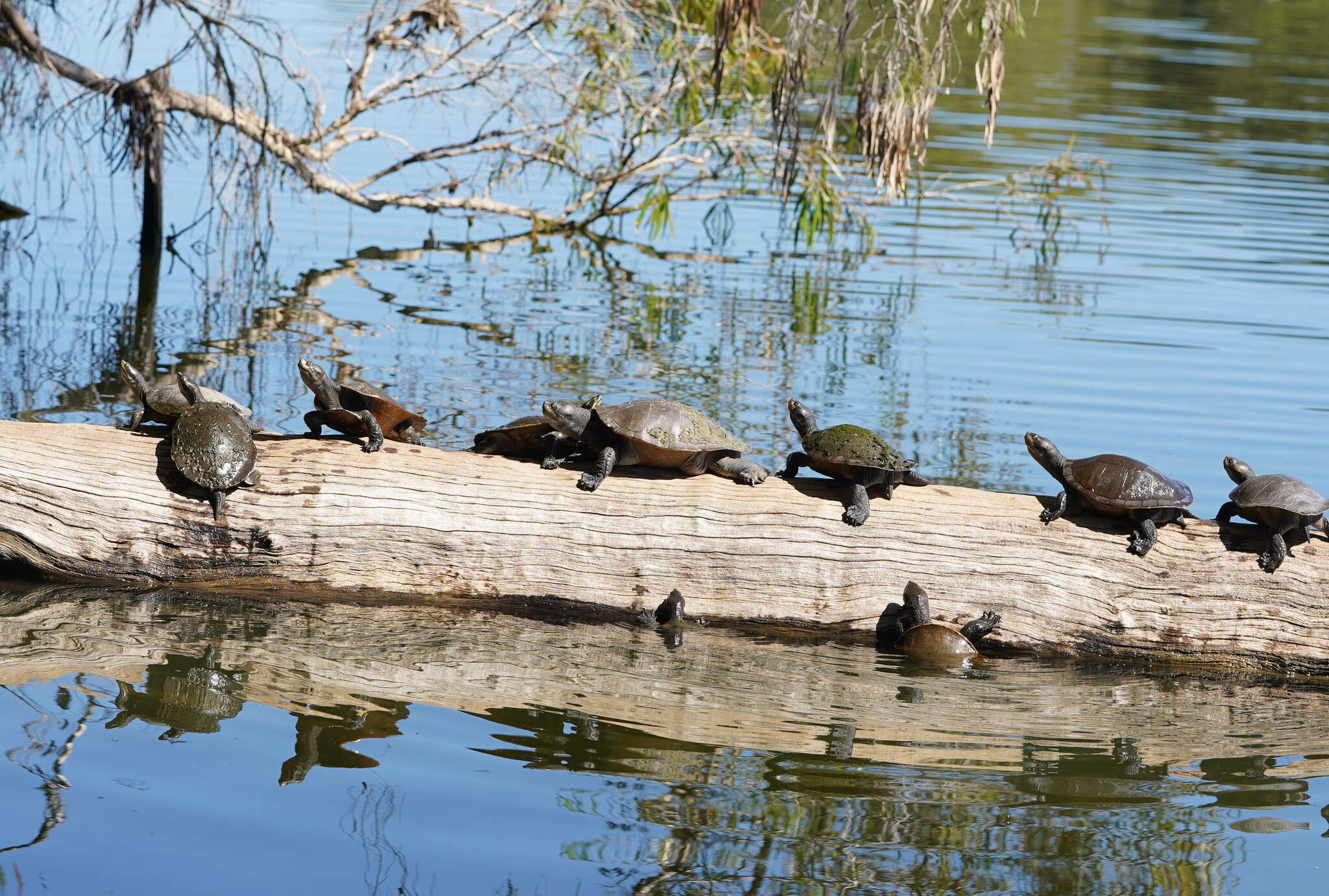 Image of Krefft's Short-necked Turtle