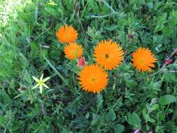 Image of Lampranthus aureus (L.) N. E. Br.