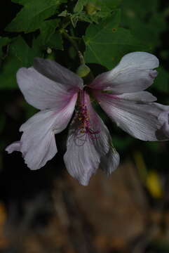 Image of Malva acerifolia (Cav.) Alef.